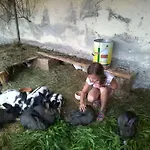 Attersee Gartenvilla 4*